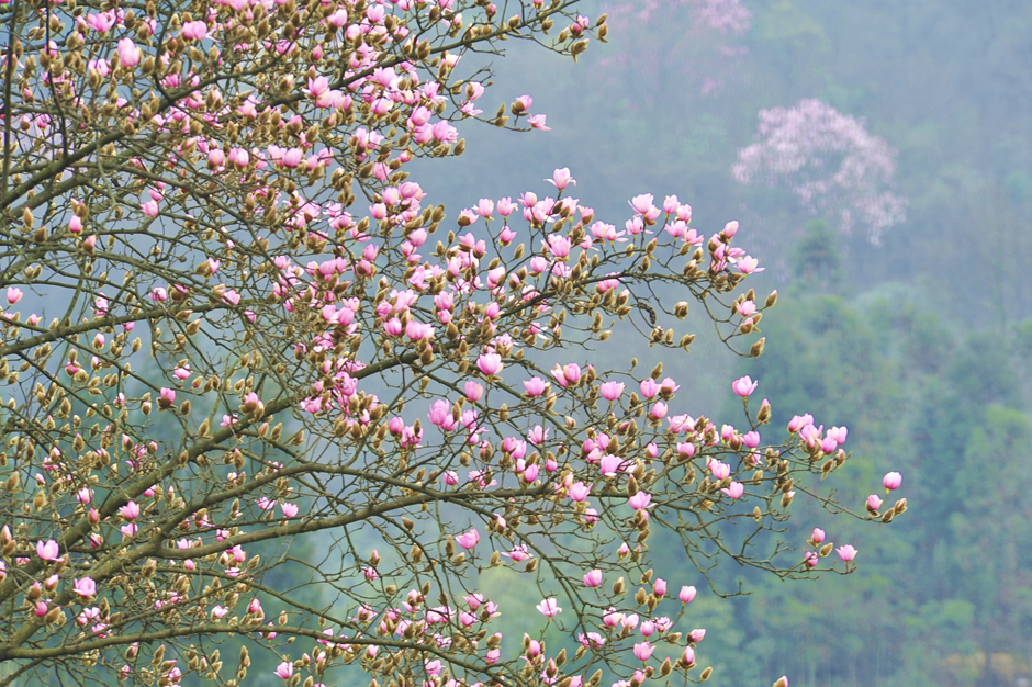 ���ͼƬ�鿴��ҳ