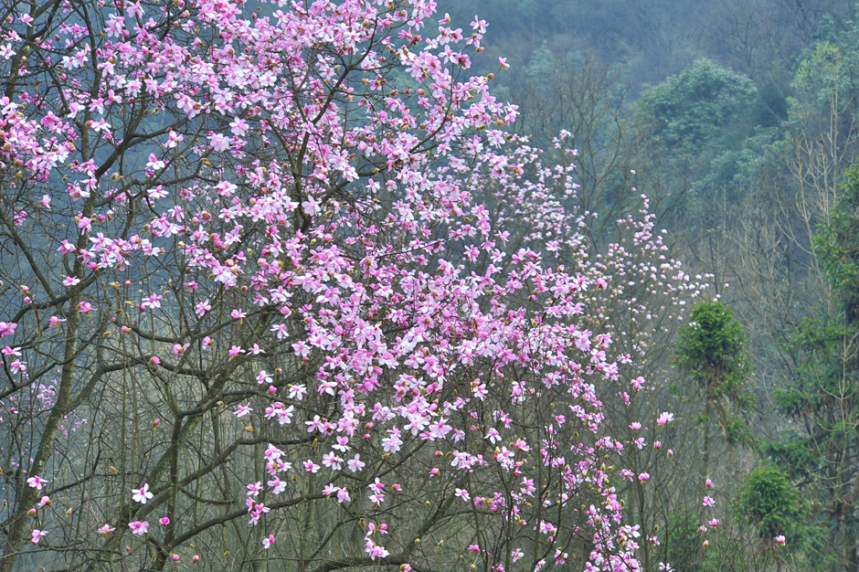 ���ͼƬ�鿴��ҳ