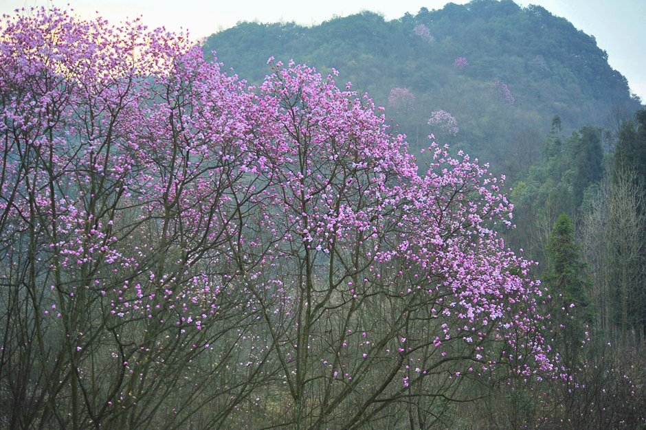 ���ͼƬ�鿴��ҳ