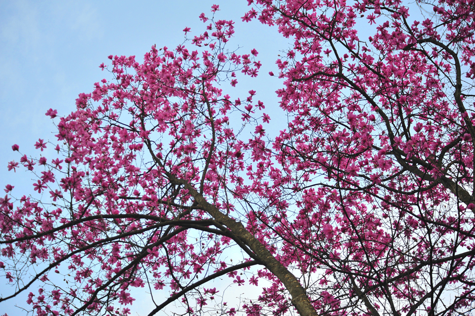 ���ͼƬ�鿴��ҳ