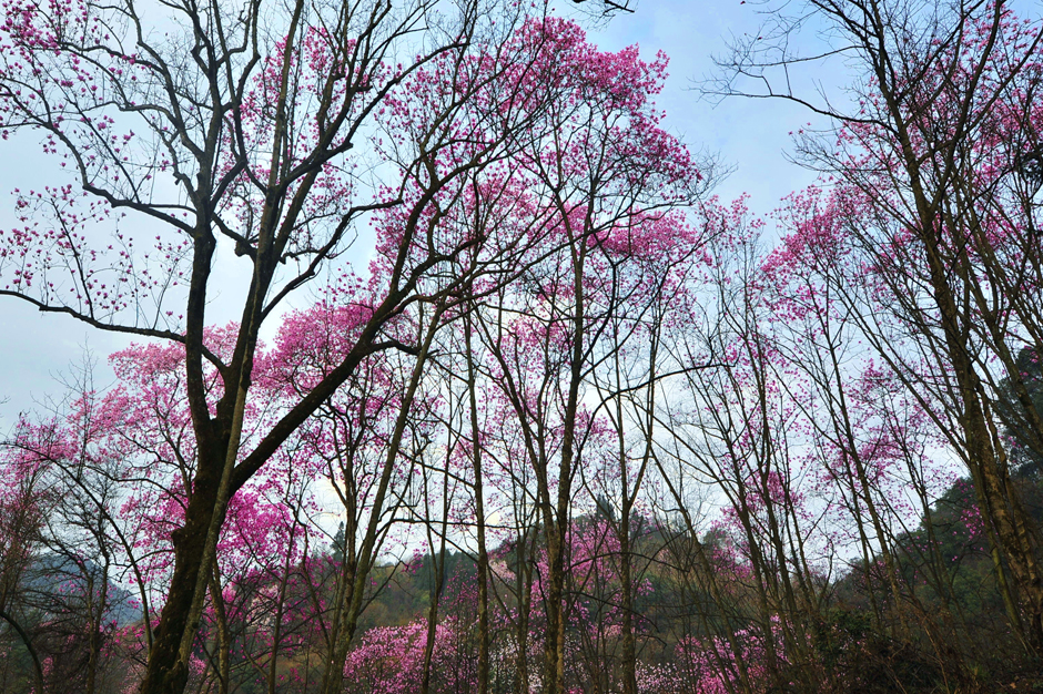 ���ͼƬ�鿴��ҳ