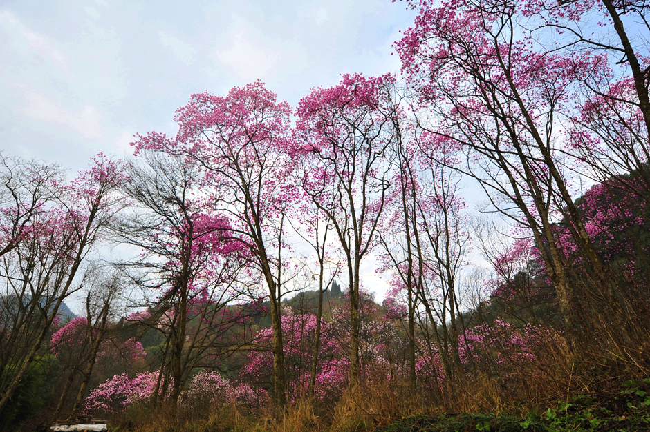 ���ͼƬ�鿴��ҳ