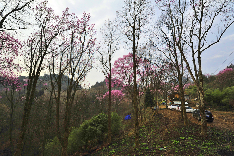 ���ͼƬ�鿴��ҳ