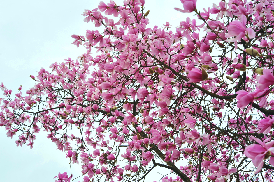 ���ͼƬ�鿴��ҳ