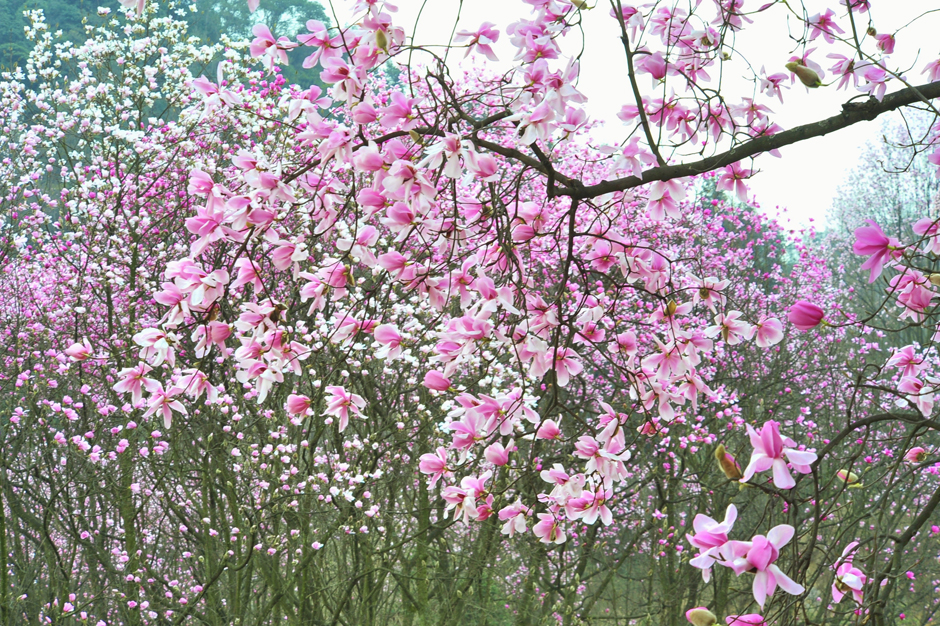 ���ͼƬ�鿴��ҳ