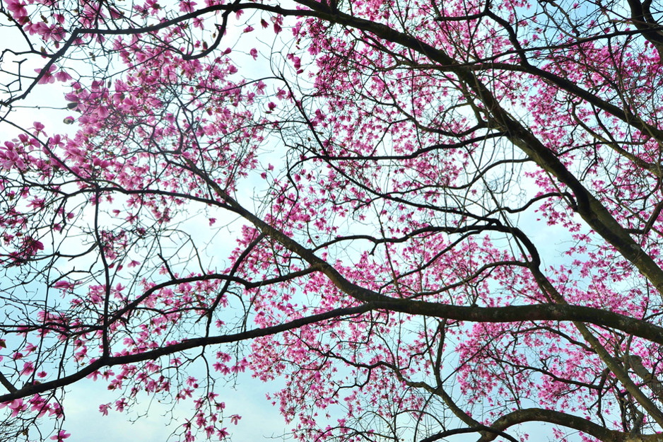 ���ͼƬ�鿴��ҳ