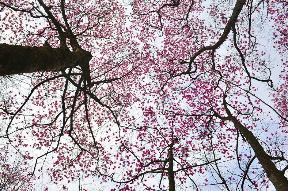 ���ͼƬ�鿴��ҳ