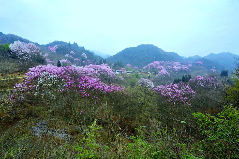 ���ͼƬ�鿴��ҳ