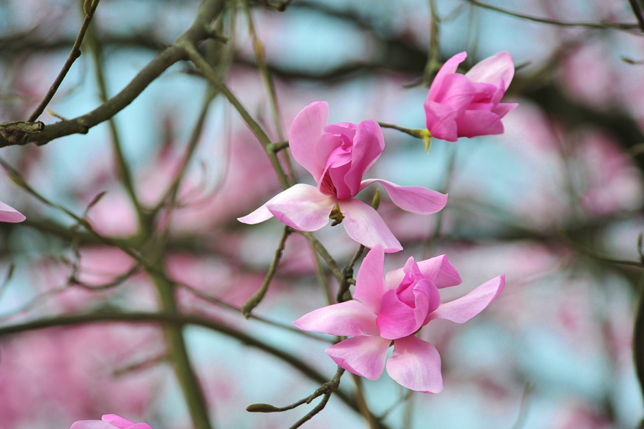 ���ͼƬ�鿴��ҳ