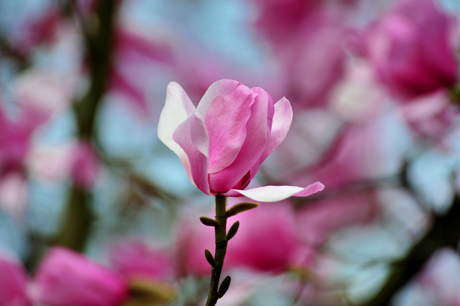 ���ͼƬ�鿴��ҳ