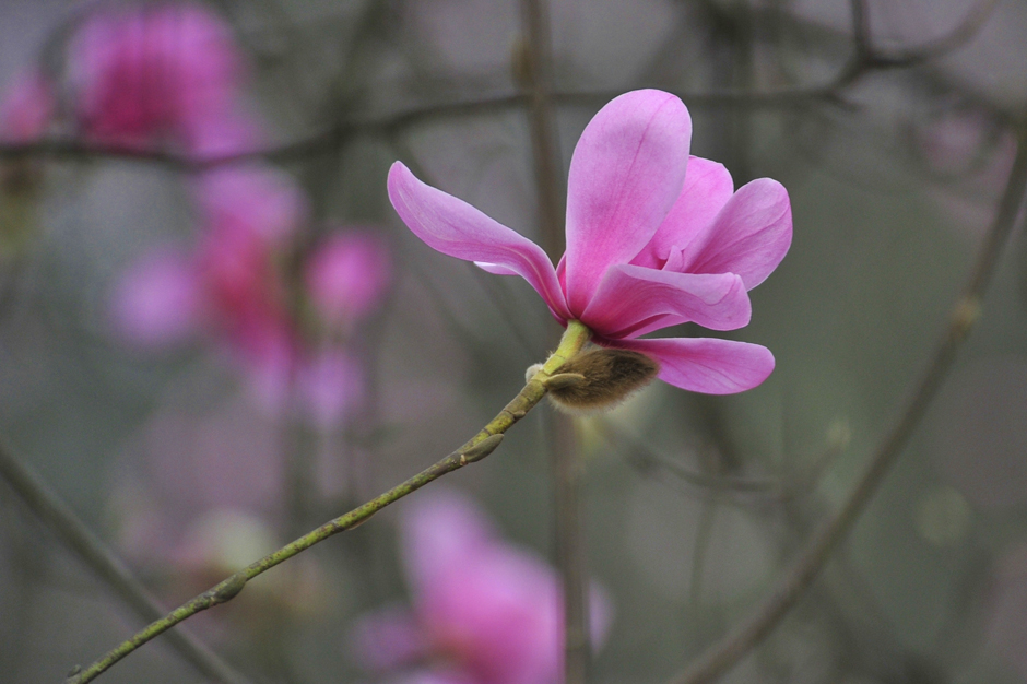 ���ͼƬ�鿴��ҳ