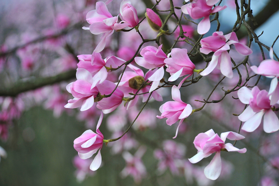 ���ͼƬ�鿴��ҳ