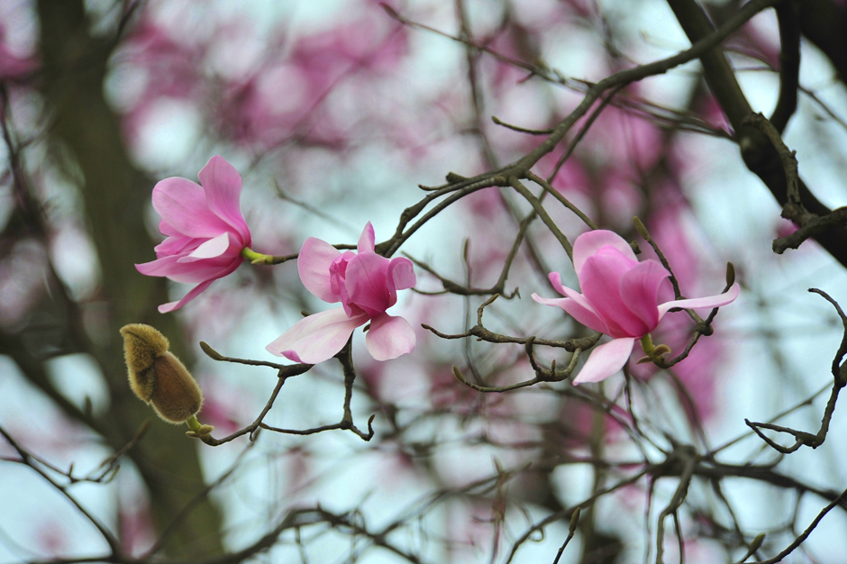 ���ͼƬ�鿴��ҳ