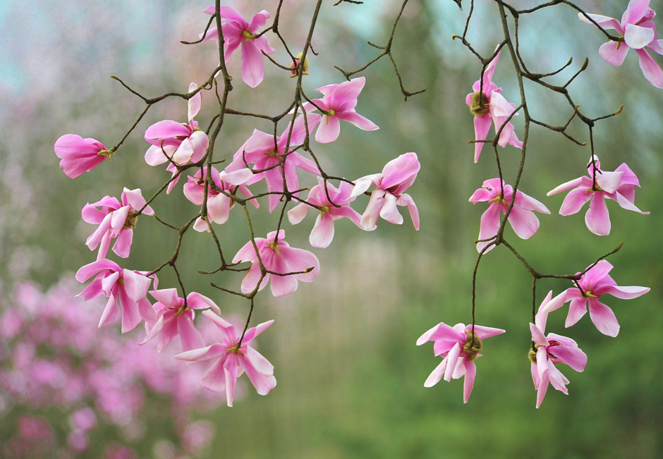 ���ͼƬ�鿴��ҳ