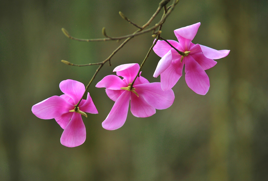 ���ͼƬ�鿴��ҳ