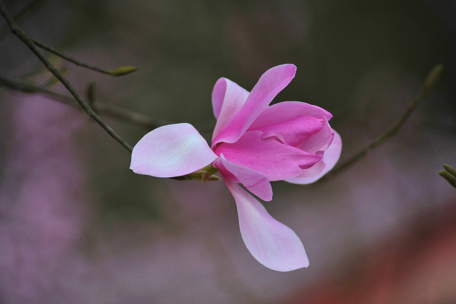 ���ͼƬ�鿴��ҳ