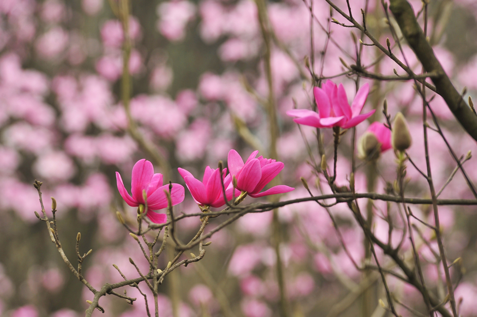 ���ͼƬ�鿴��ҳ