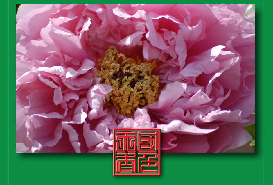 ���ͼƬ�鿴��ҳ