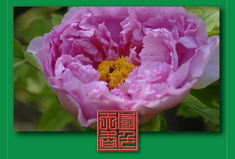 ���ͼƬ�鿴��ҳ