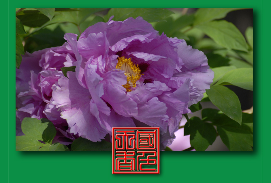 ���ͼƬ�鿴��ҳ