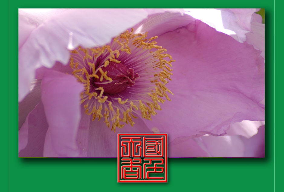 ���ͼƬ�鿴��ҳ