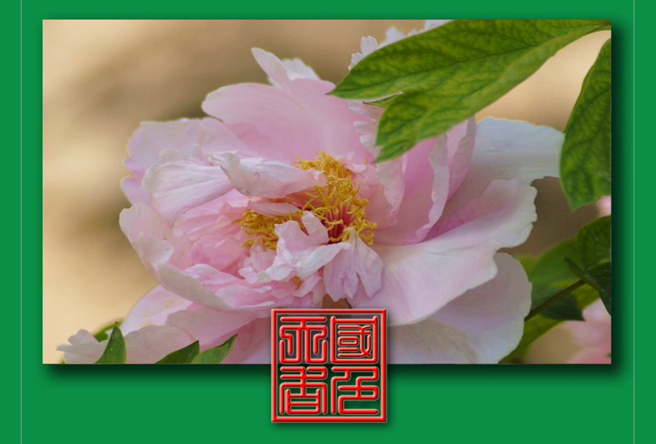 ���ͼƬ�鿴��ҳ