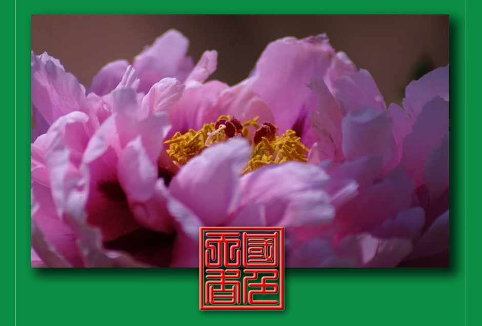 ���ͼƬ�鿴��ҳ