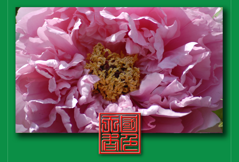 ���ͼƬ�鿴��ҳ