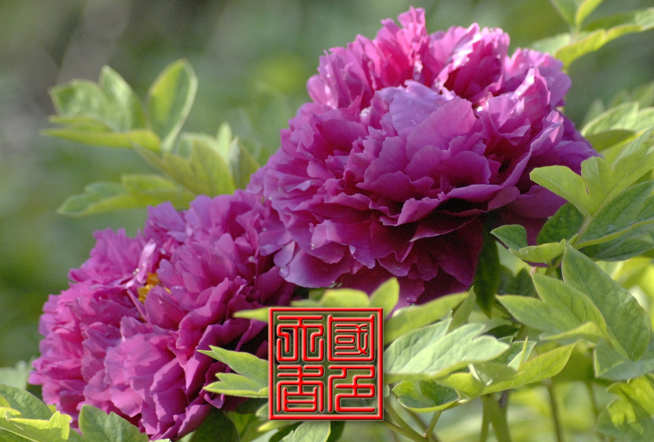 ���ͼƬ�鿴��ҳ