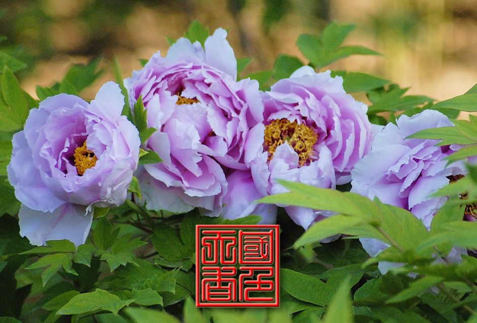 ���ͼƬ�鿴��ҳ